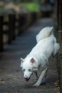 BIB: 
                            <button type="button" onclick="openModal(21805624)" class="btn btn-primary btn-sm float-right btn-popup" data-toggle="modal" data-target=".modal-high-quality">
                        <i class="fas fa-shopping-cart"></i> Add to Cart
                    </button>
                                            <button type="button" onclick="isThisMe(21805624, true)" class="btn btn-success btn-sm float-right btn-popup btn-isme hidden" data-toggle="tooltip" data-placement="bottom" title="นี่คือรูปของคุณใช่ไหม คลิกที่นี่เพื่อเอาเข้าอัลบั้ม">
                        <i class="fas fa-plus"></i> Add to album
                    </button>
                    <button type="button" onclick="isThisMe(21805624, false)" class="btn btn-warning btn-sm float-right btn-popup btn-isnotme hidden">
                        <i class="fas fa-ban"></i> Remove from album
                    </button>